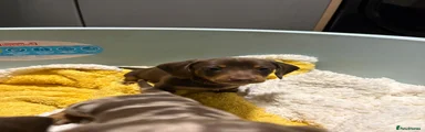 Dachshund 3