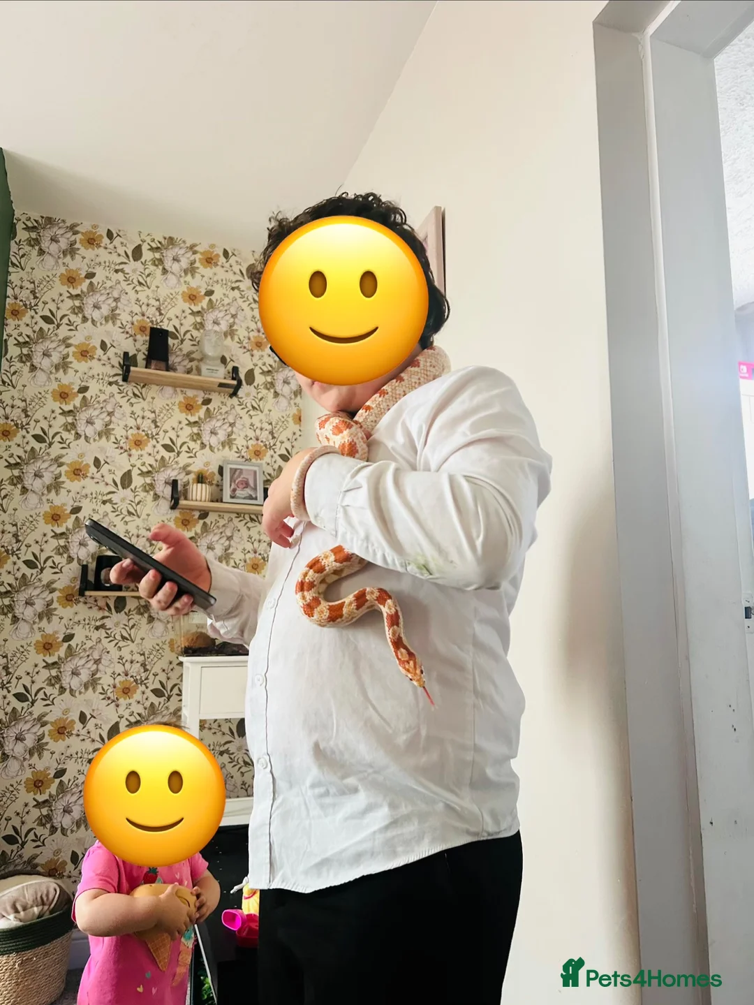 Corn Snake reptiles for sale: Female corn snake  - Advert 5