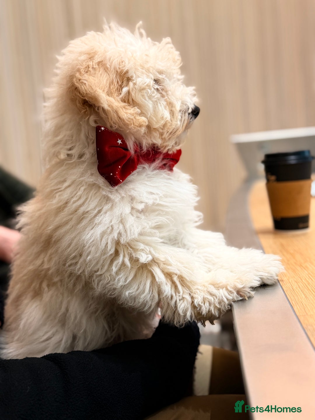 Maltipoo dogs for sale: Maltipoo puppy - Advert 11