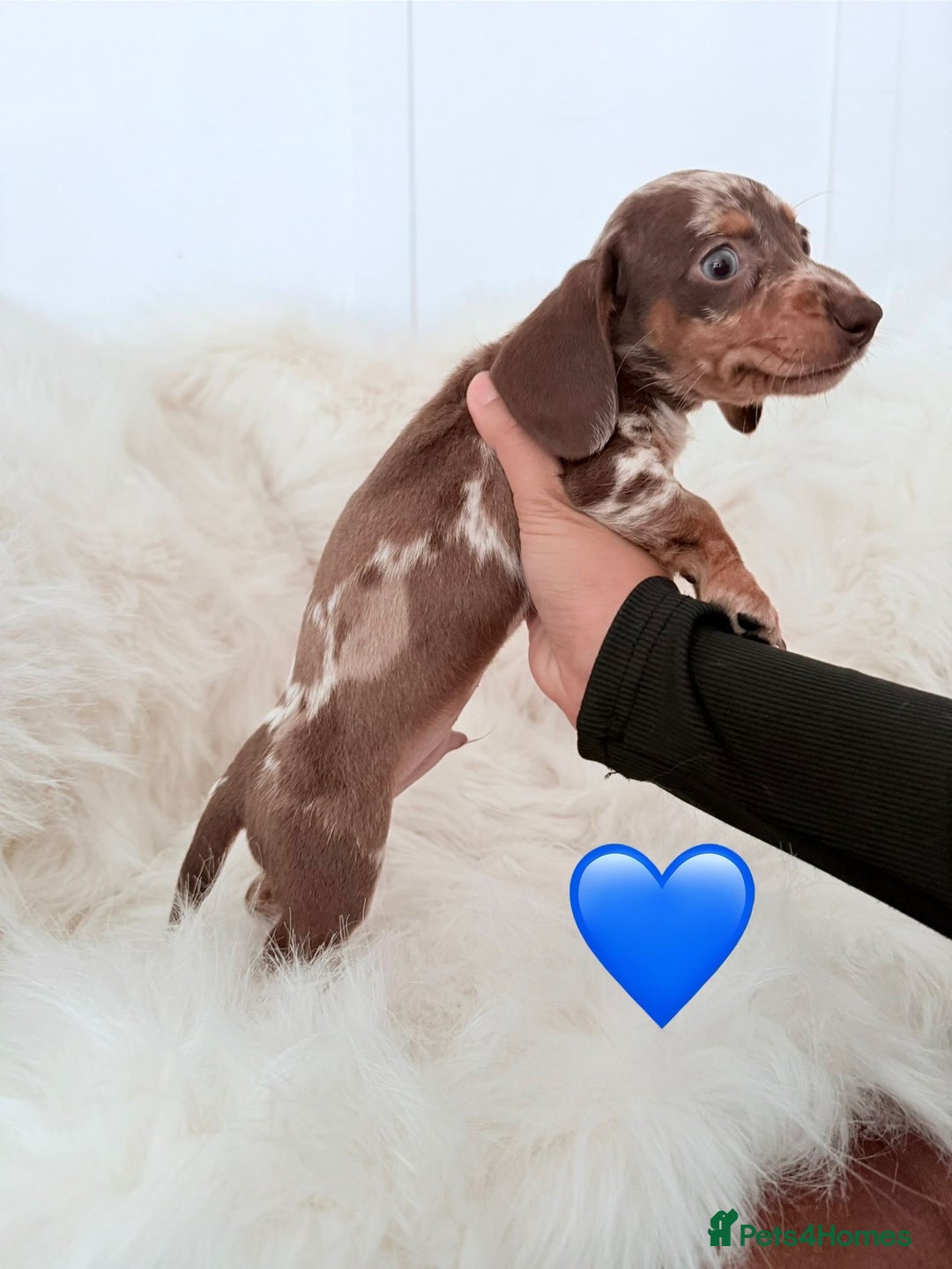 Miniature Dachshund dogs for sale: Stunning Litter of Miniature Dachshund Pups  - Image 8