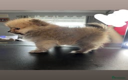Pomeranian dogs for sale: 3 Stunning Poms - Image 11