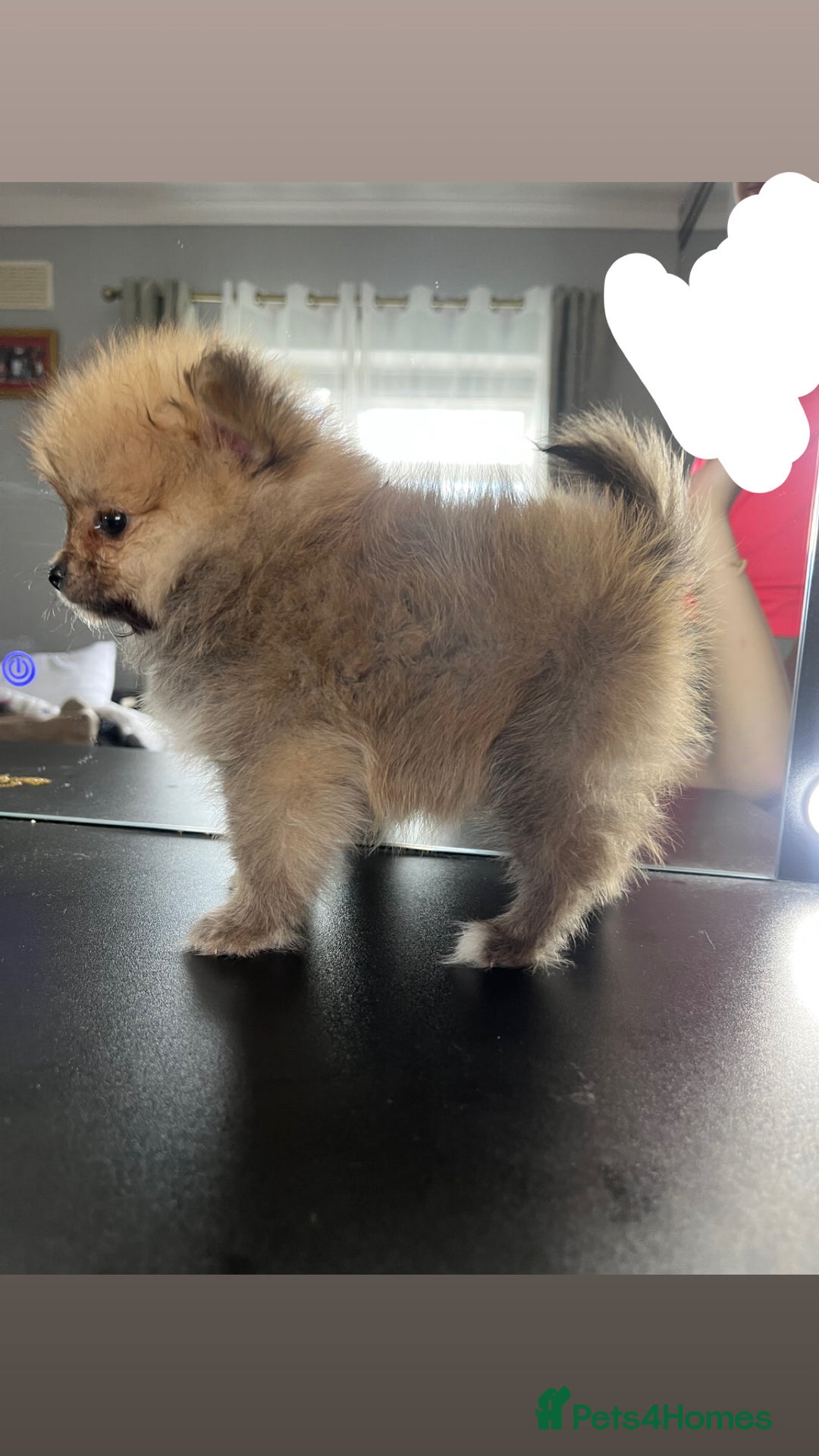 Pomeranian dogs for sale: 3 Stunning Poms - Image 11
