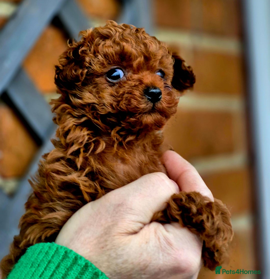 Toy Poodle dogs for stud: Amazing Red Asian Poodle FOR STUD ONLY - Image 7