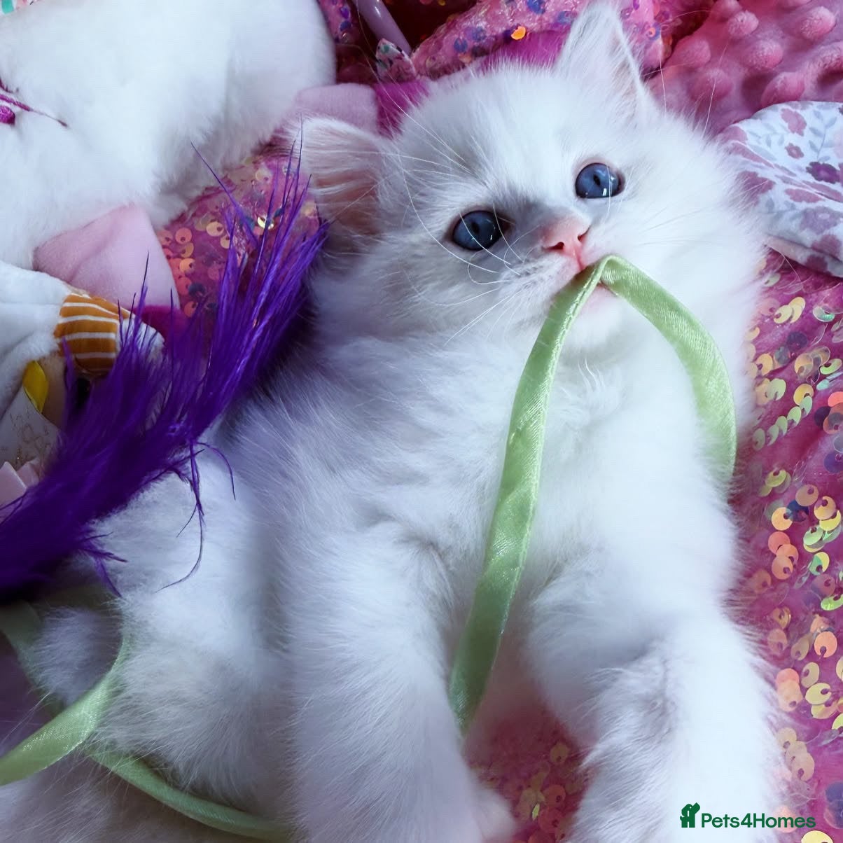 Ragdoll cats Rare Blue Torte Bi Colour Lynx  - Advert 1