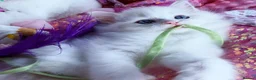 Ragdoll cats for sale: Rare Blue Torte Bi Colour Lynx  - Advert 3