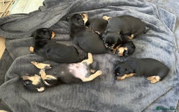 Jack Russell dogs for sale: Miniature Jack Russell pups  - Image 1