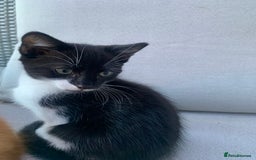 Domestic Shorthair cats for sale: 2 kittens for sale - Image 4