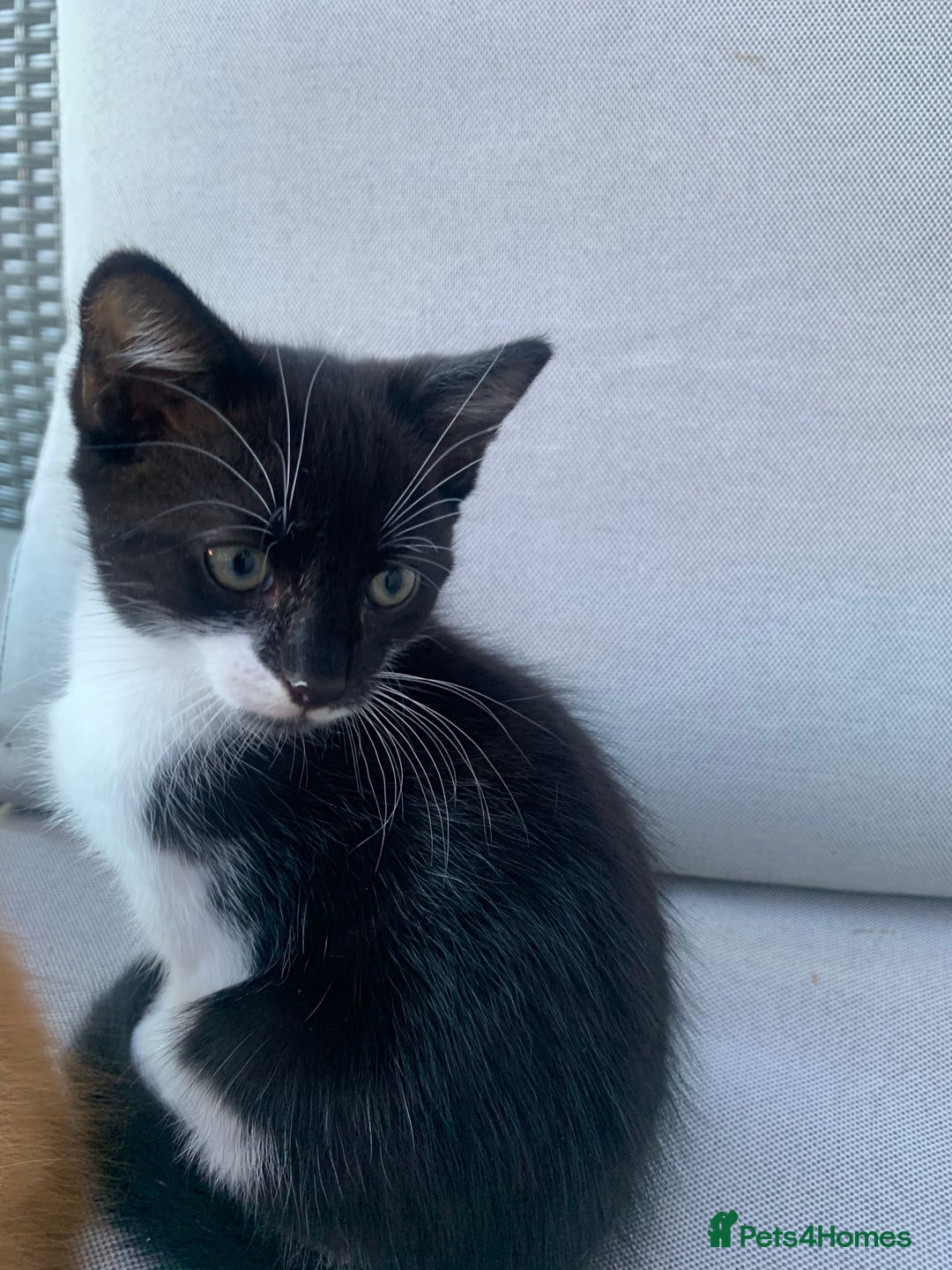 Domestic Shorthair cats for sale: 2 kittens for sale - Image 4