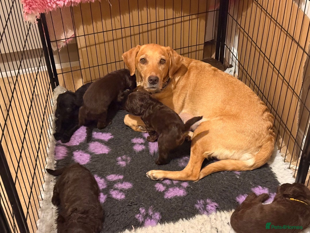 Labradoodle dogs for sale: Stunning Labradoodle Puppies  - Advert 6