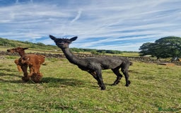 Alpaca livestock for sale: Sad Sale of 5 Females - Image 5