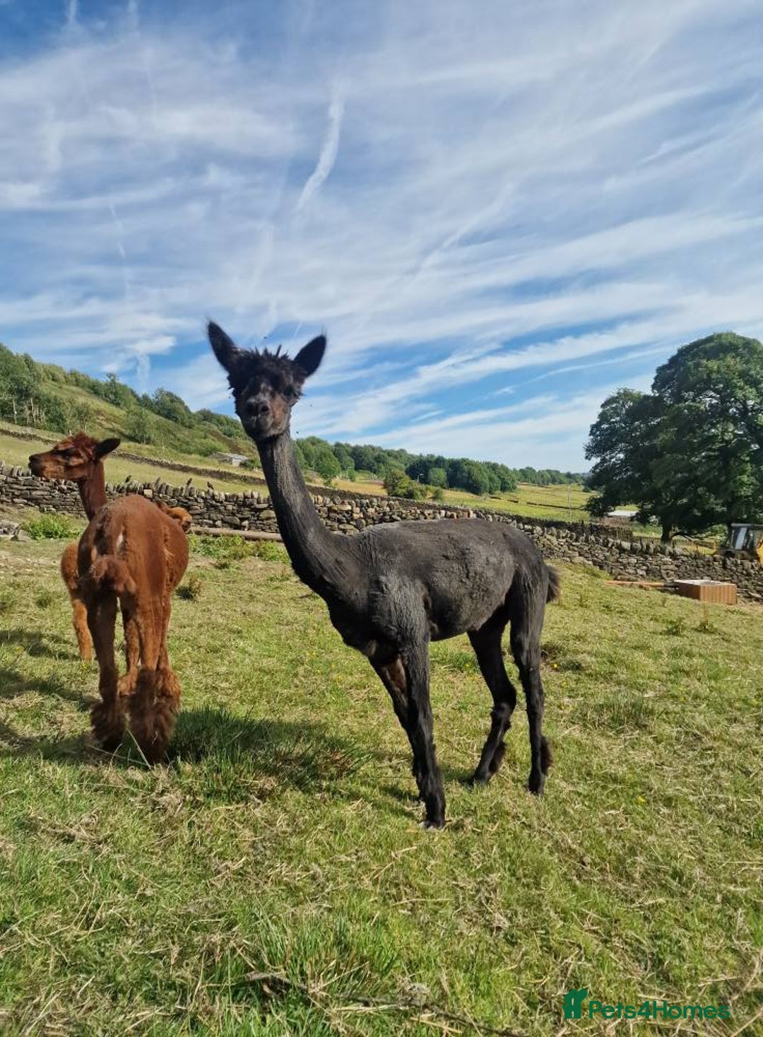 Alpaca livestock for sale: Sad Sale of 5 Females - Image 5