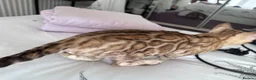 Bengal cats for sale: Price Heavily Reduced. Ready to Leave Now. TICA - Advert 3