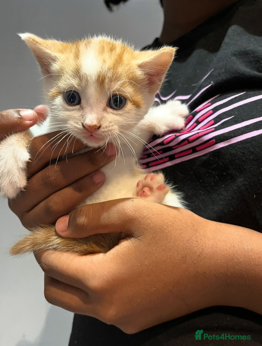 Mixed Breed cats for sale: 6 beautiful kittens (3 male, 3 females) for sale - Image 14