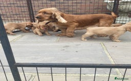 Cocker Spaniel dogs for sale: OUT STANDING GOLDEN SHOW TYPE COCKER SPANIEL  - Image 3