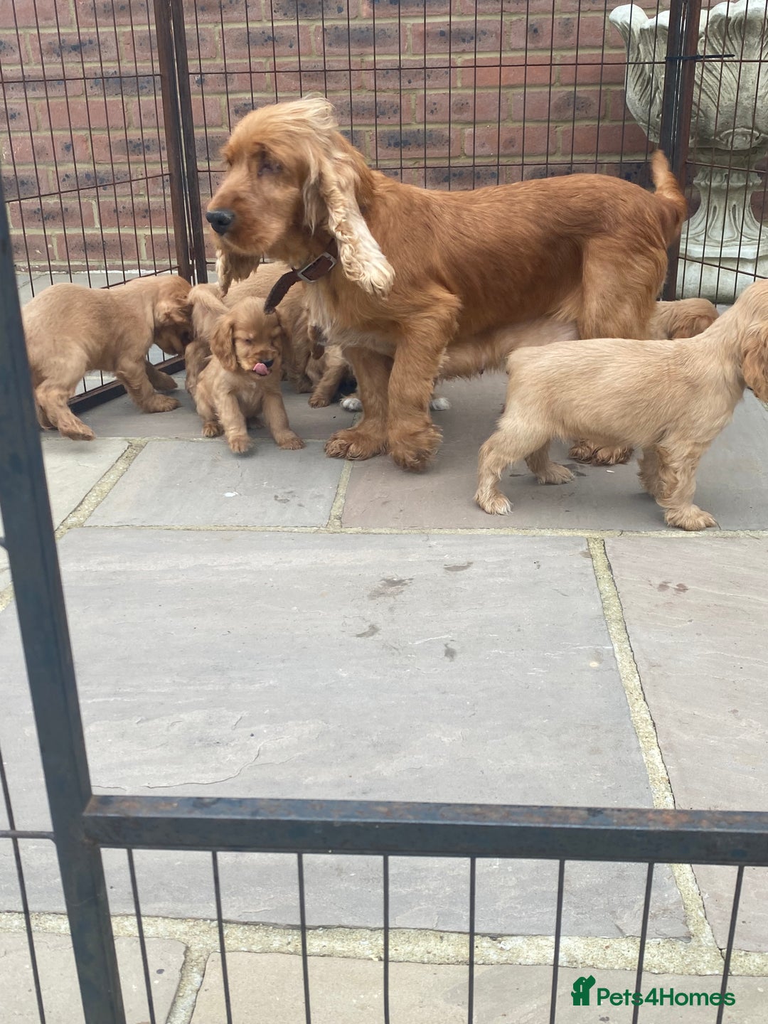 Cocker Spaniel dogs for sale: OUT STANDING GOLDEN SHOW TYPE COCKER SPANIEL  - Image 3