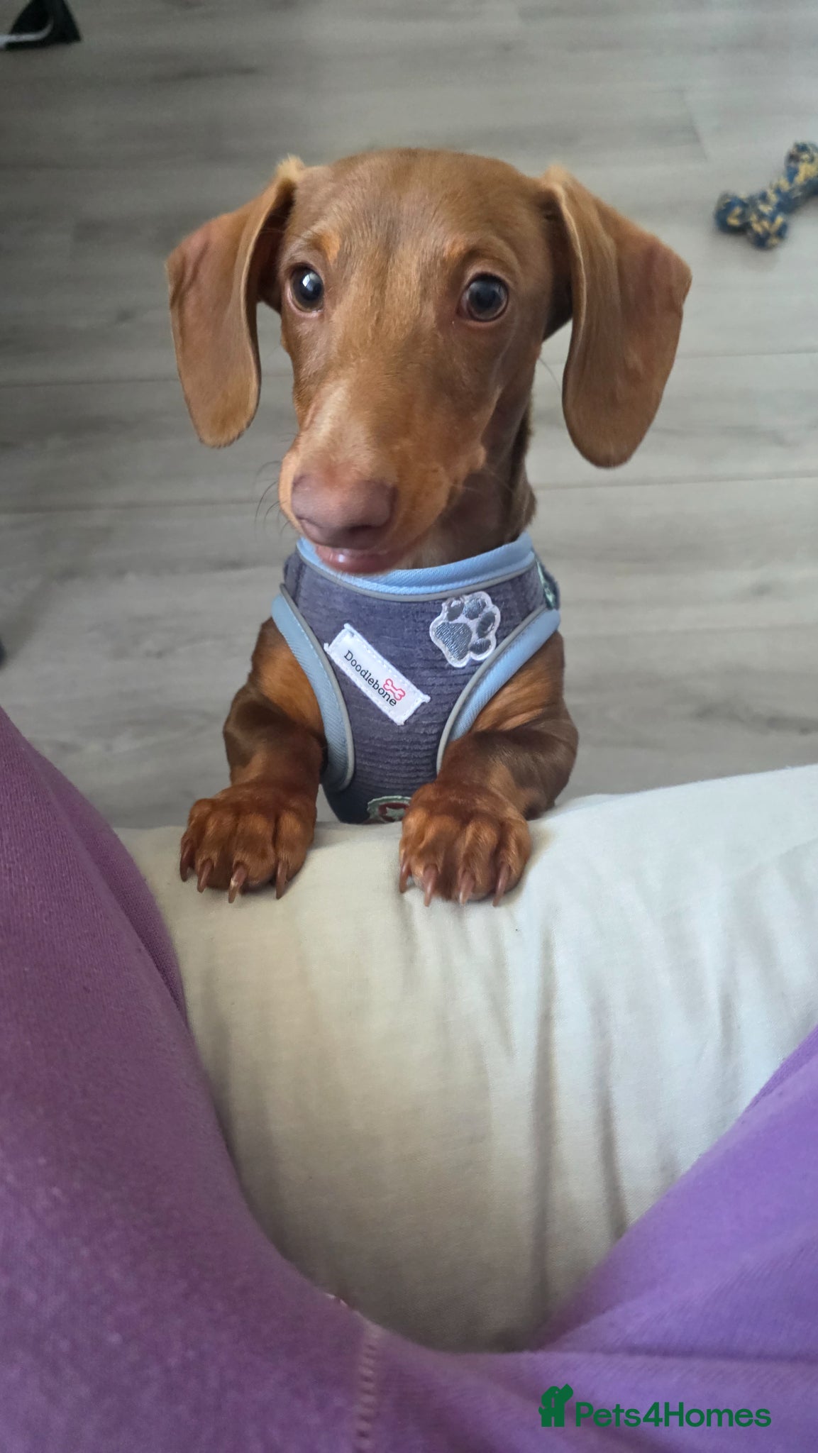 Miniature Dachshund dogs KC Registered Miniature Dachshund boy - Advert 6