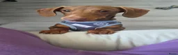 Miniature Dachshund dogs for sale: KC Registered Miniature Dachshund boy - Advert 7