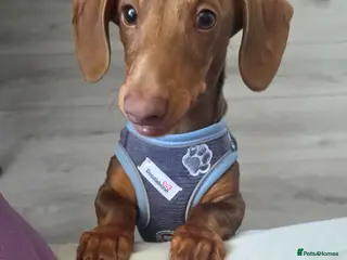 Miniature Dachshund dogs KC Registered Miniature Dachshund boy - Advert 16