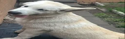 Alaskan Malamute dogs for sale: 2 females and 2 males left - Advert 8