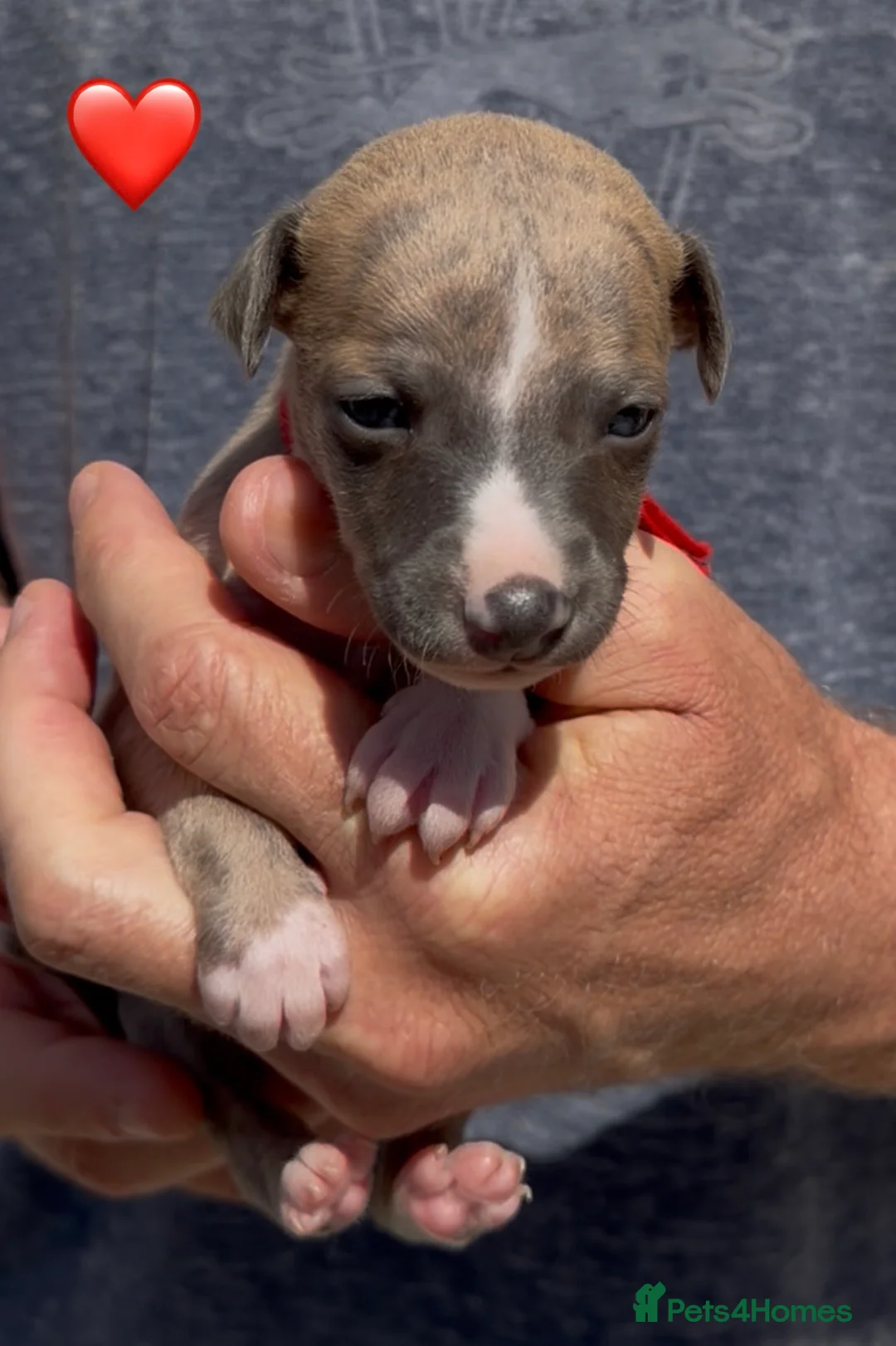 Whippet dogs for sale: KC reg healthy, sweet, gentle whippet pups - Advert 8