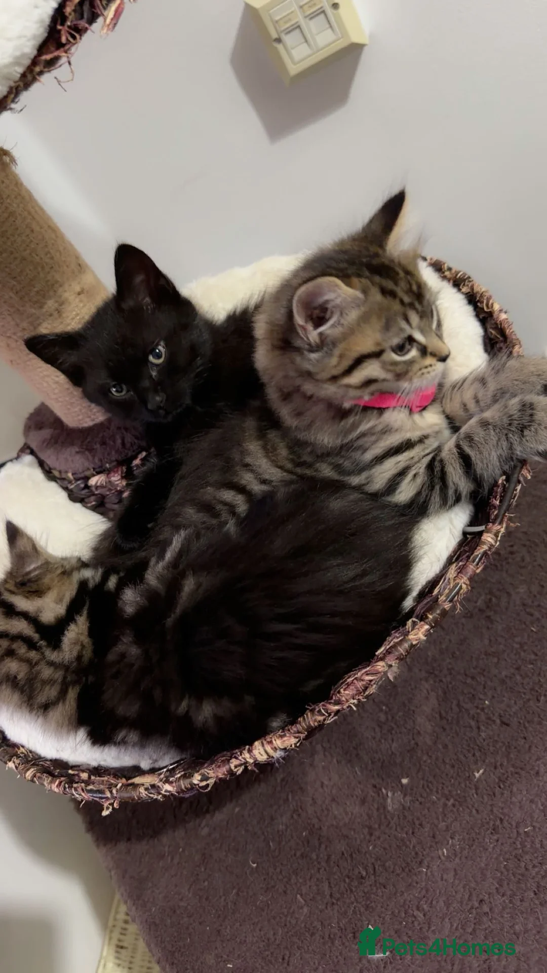 British Shorthair cats for sale: Kitten  - Advert 13