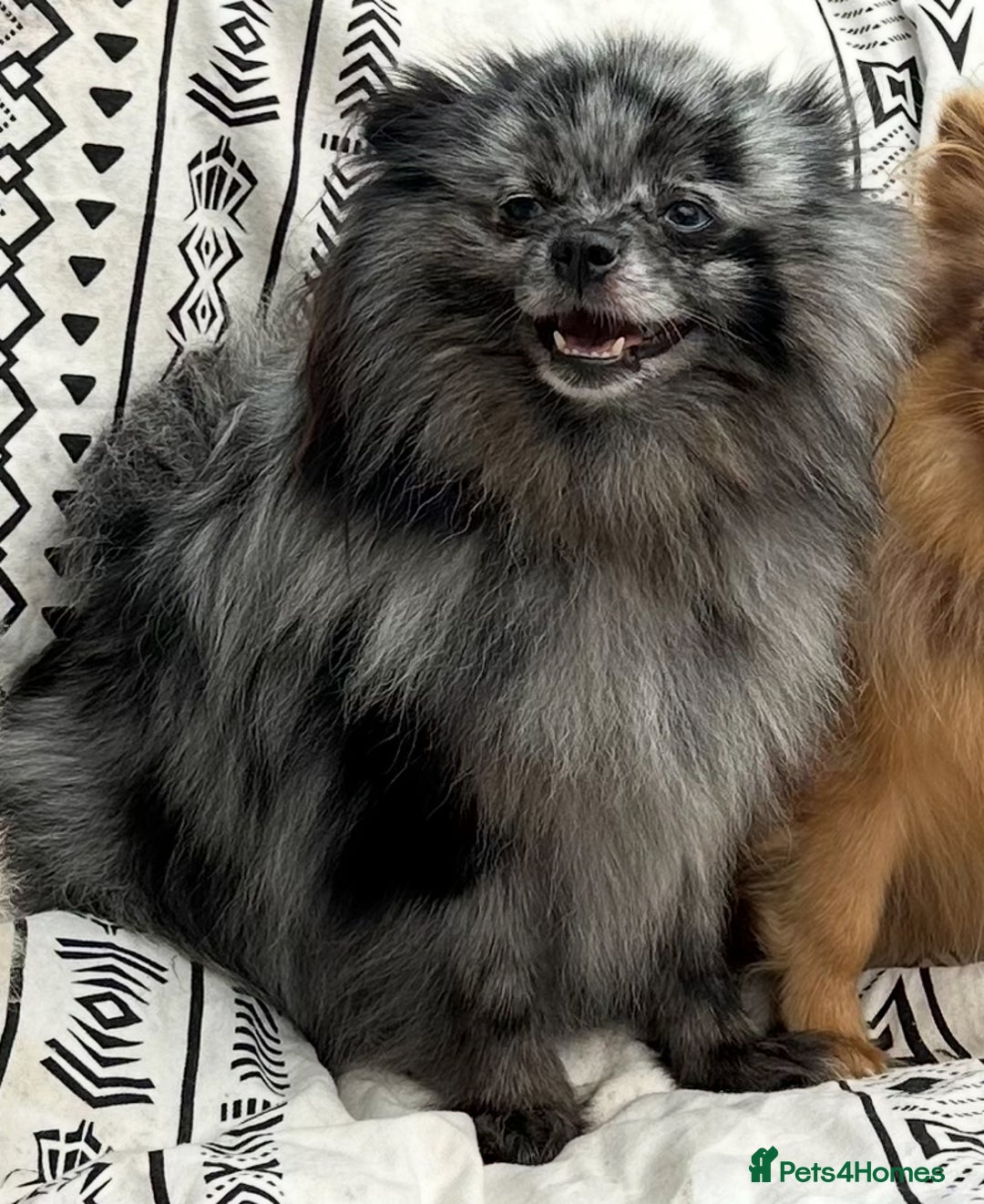 Pomeranian dogs for sale: Pomeranian female puppy  - Image 8