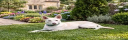 Lurcher dogs for sale: Daisy is a Calm, Easy-Going Companion - Advert 3