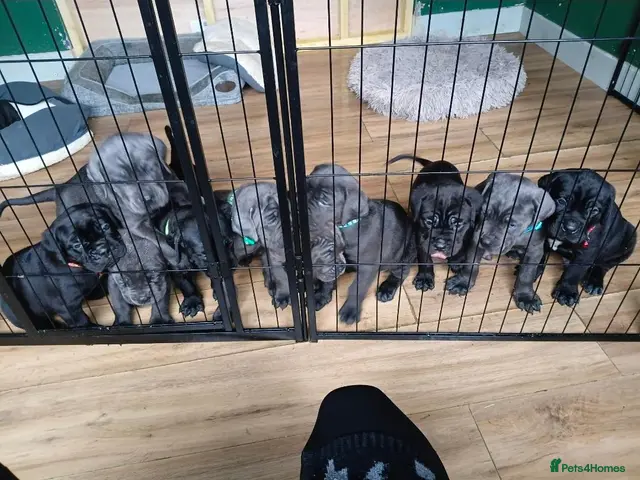 Cane Corso dogs for sale: 🐾 10 BEAUTIFUL CANE CORSO PUPPIES FOR SALE 🐾 - Advert 6