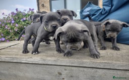 Staffordshire Bull Terrier dogs for sale: Chunky Staffy pups 💕 2 girls left, Ready to leave - Image 14