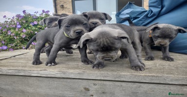 Staffordshire Bull Terrier dogs - Advert 5