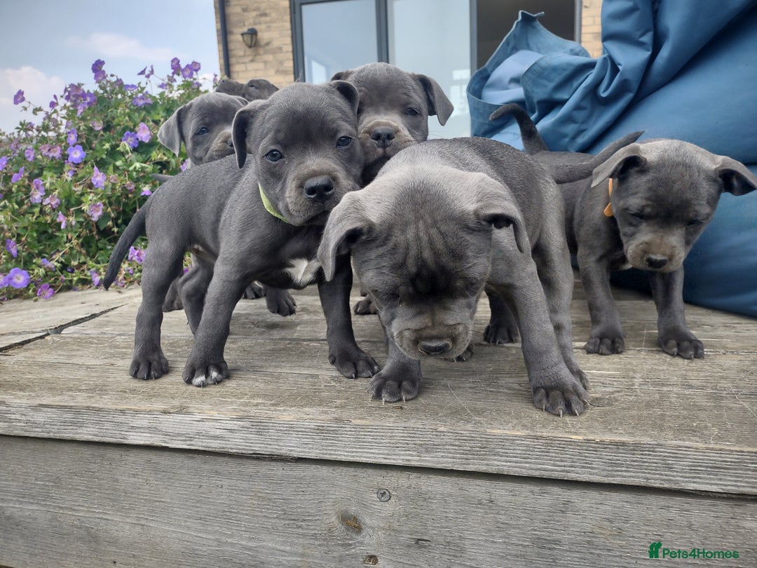 Staffordshire Bull Terrier dogs for sale: Chunky Staffy pups 💕 2 girls left, Ready to leave - Image 14