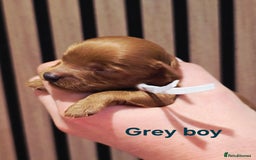 Cavapoo dogs for sale:  🐕Ruby Cavapoo Toy F1bb 🧸DNA tested🧸 - Image 11