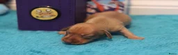 Miniature Dachshund dogs for sale: 4 Miniature Dachshund Pups Red Dapple - Shaded Red - Advert 12