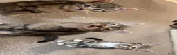 Mixed Breed cats for sale: Four beautiful tabby kittens - Advert 10