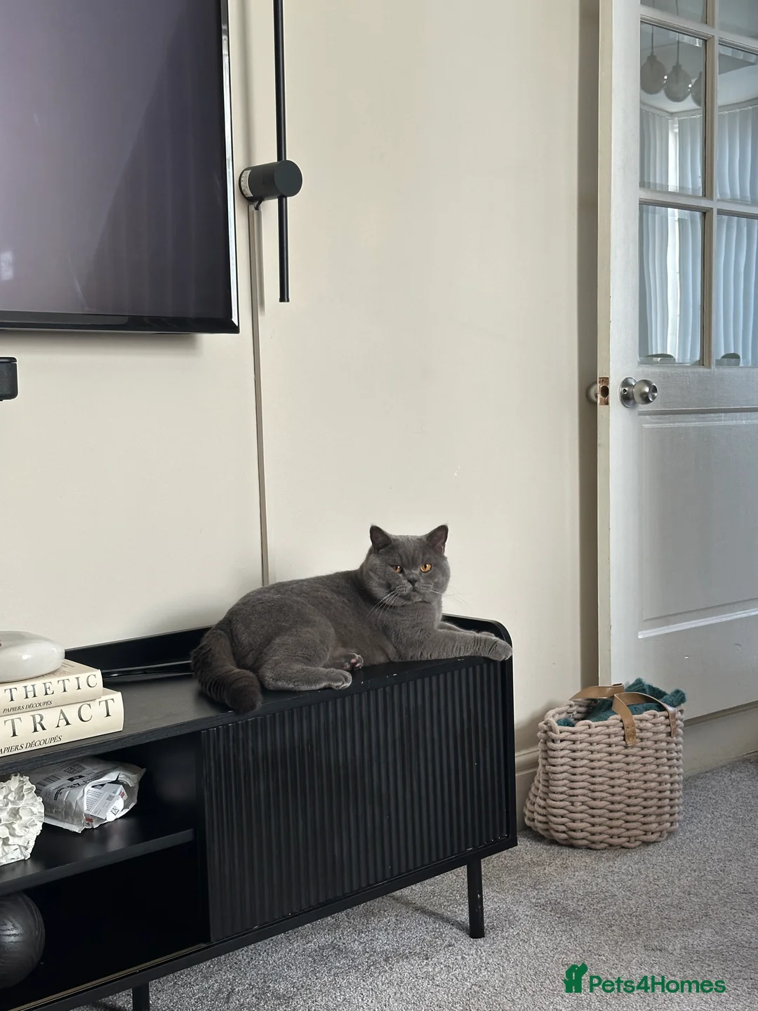 British Shorthair cats for sale: British shorthair kittens for sale  - Advert 13