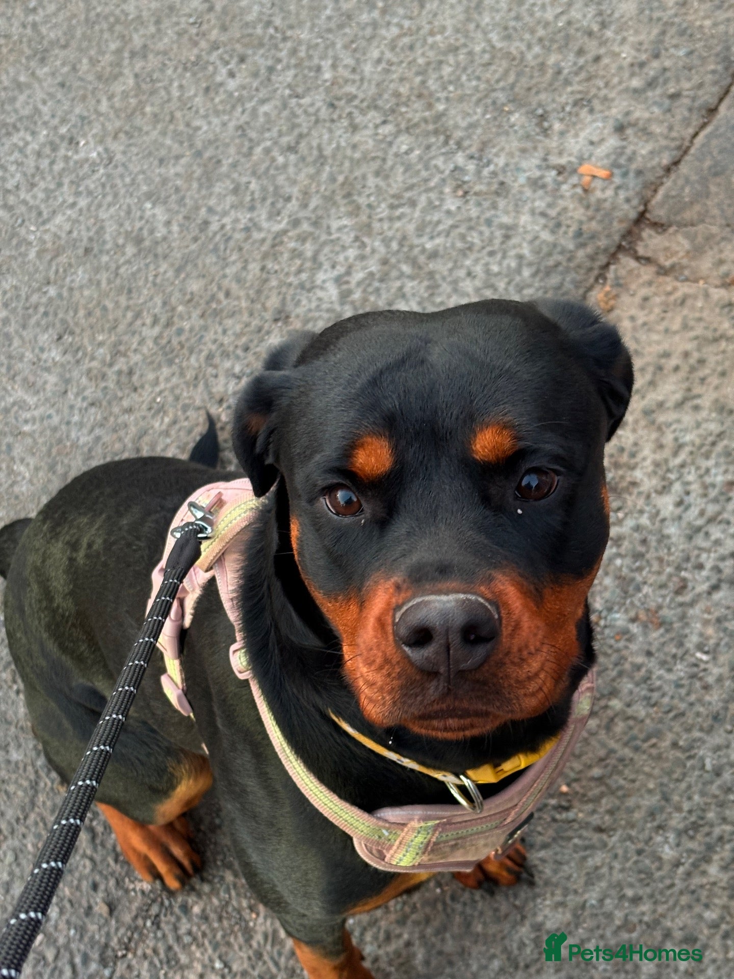 Rottweiler dogs for sale: 2 year old Rottweiler needs loving home - Advert 2