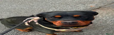 Rottweiler 1