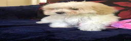 Maltipoo dogs for sale: Maltipoo puppies for sale  - Advert 16