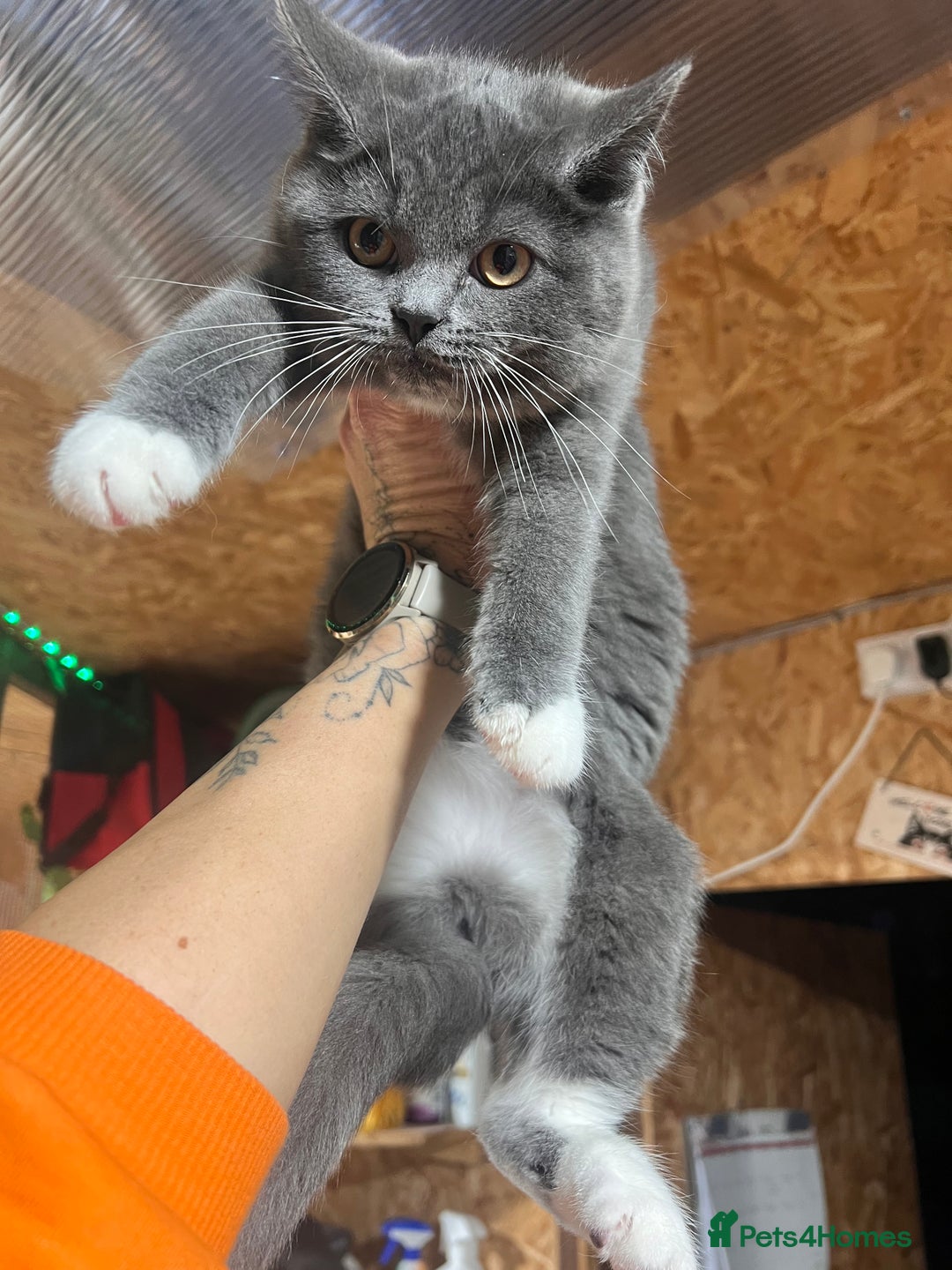 Ragdoll cats for sale: 😍Ragdoll&British Shorthair Mix😍 - Advert 7