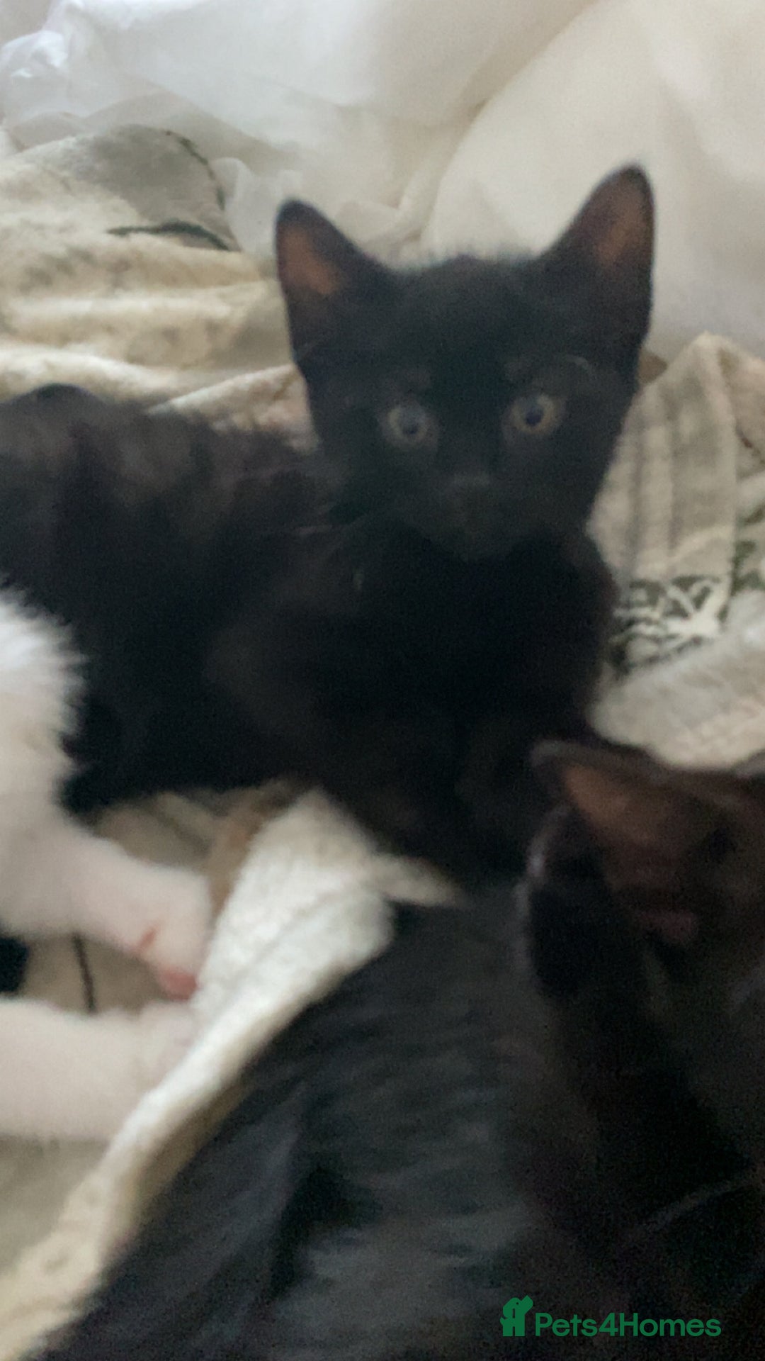 Mixed Breed cats for sale: Looking for forever homes - Image 3