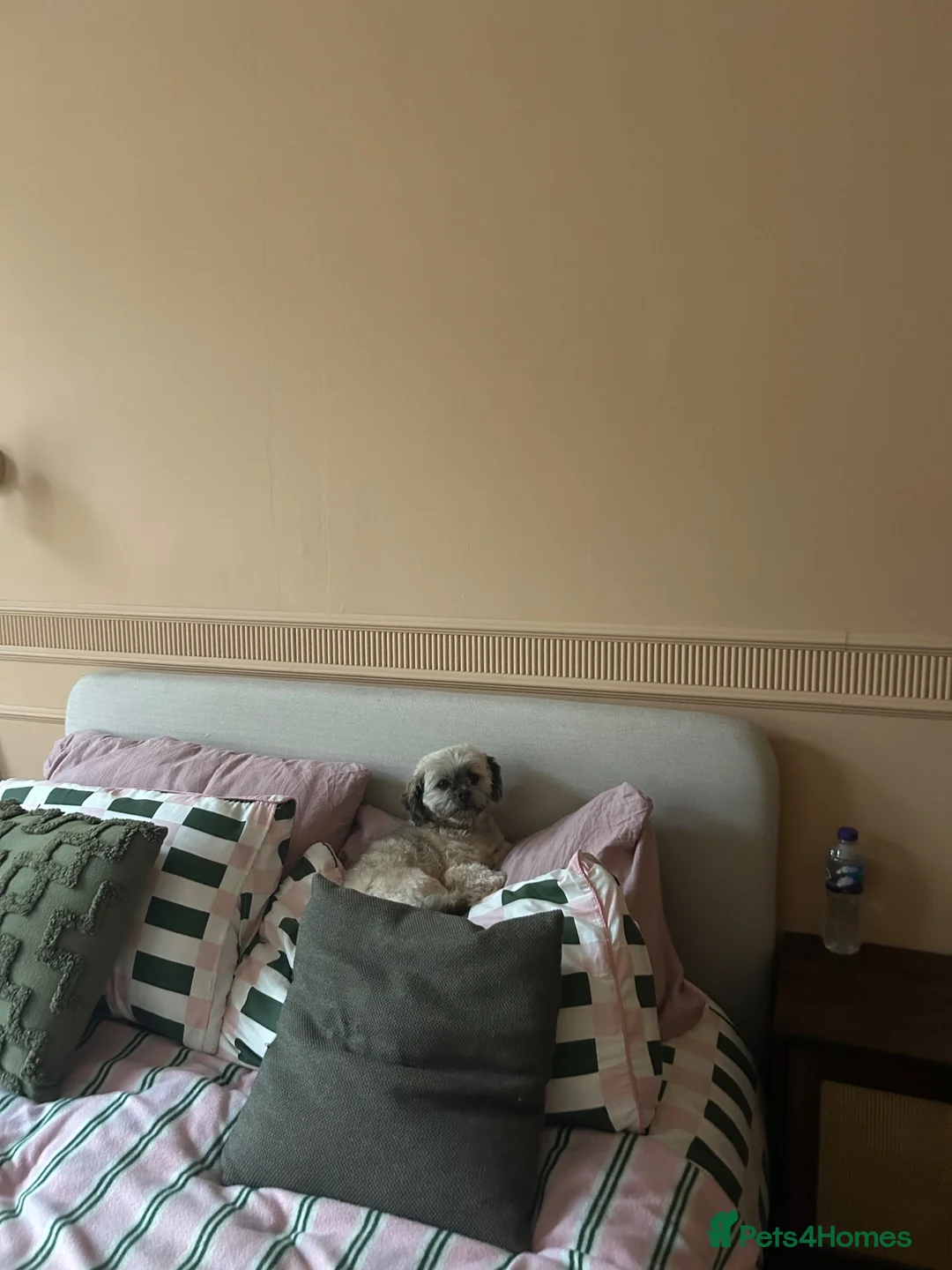 Lhasa Apso dogs for stud: Lhasa Apso KC Registered Stud  - Advert 8