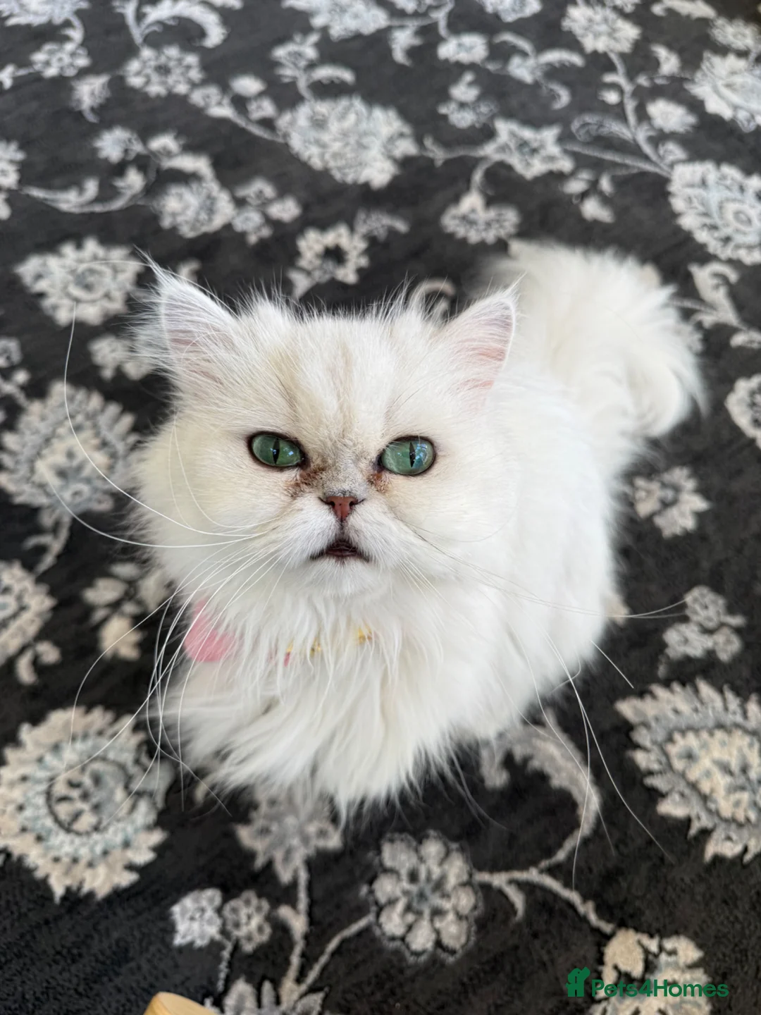 Persian cats for sale: Persian aqua blue eyed Cat for Sale  in Birmingham - Advert 10