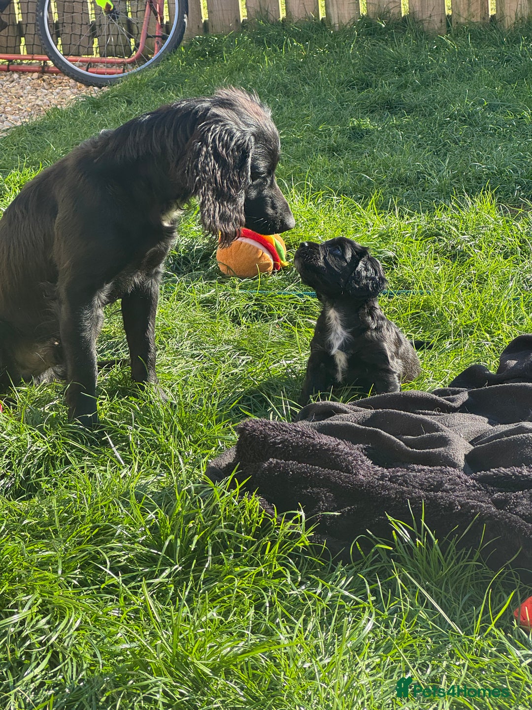 Cocker Spaniel dogs for stud: Tweed ready for Stud - Advert 5