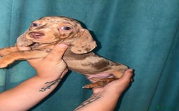 Miniature Dachshund dogs for sale: Stunning miniature dachshunds - Image 3