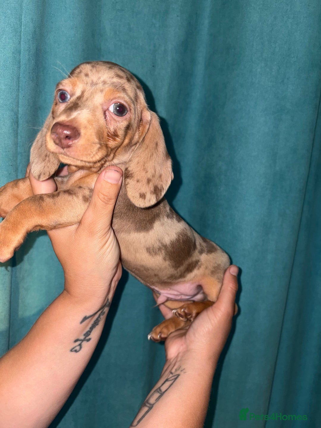 Miniature Dachshund dogs for sale: Stunning miniature dachshunds - Image 3