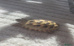 Tortoise reptiles for sale: Friendly Tortoise Looking for a Loving Home  - Image 5