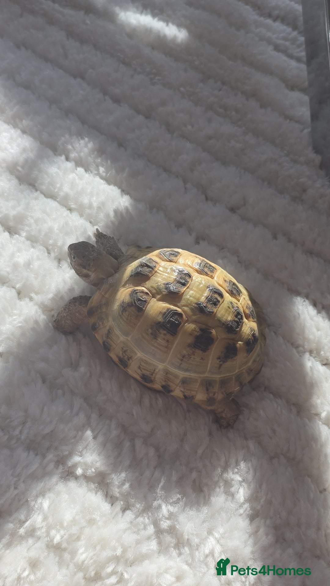 Tortoise reptiles for sale: Friendly Tortoise Looking for a Loving Home  - Image 5