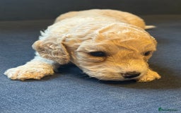 Cockapoo dogs for sale: Cockapoo F2 beautiful puppies  - Image 4