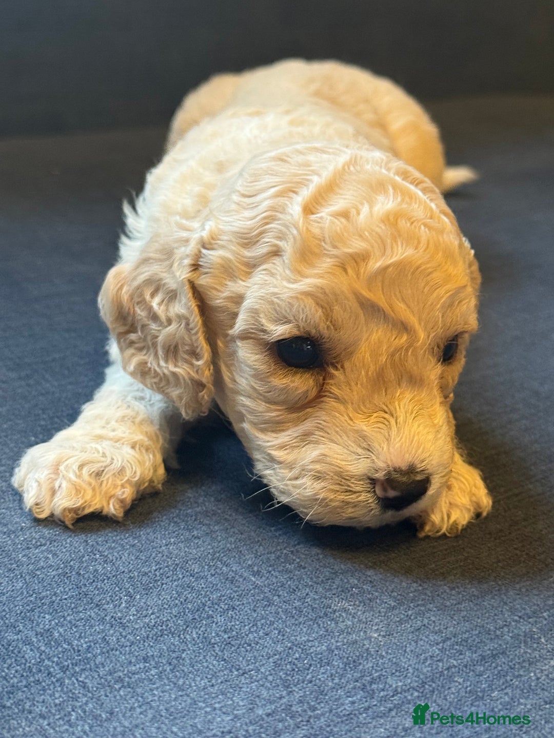 Cockapoo dogs for sale: Cockapoo F2 beautiful puppies  - Image 4