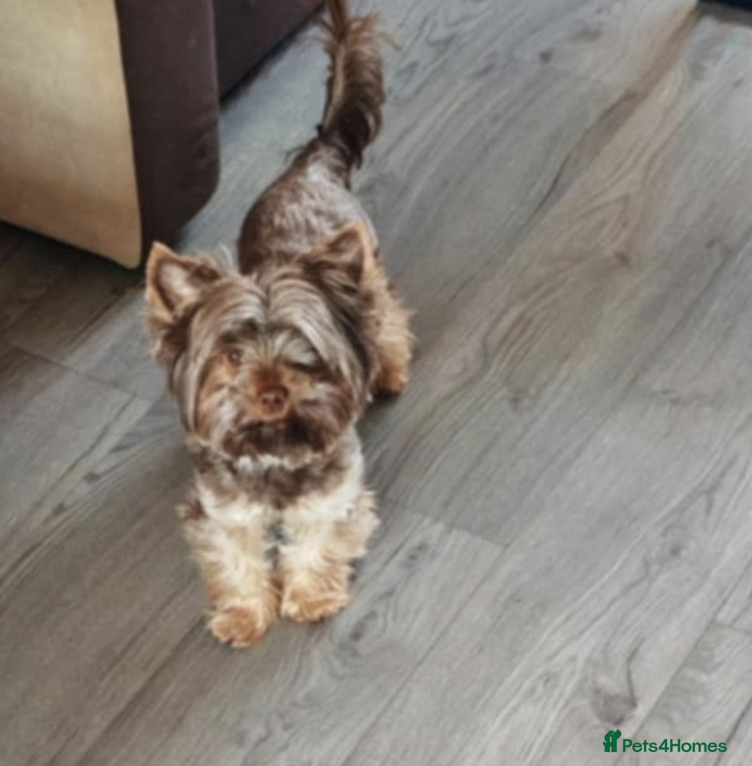 Yorkshire Terrier dogs for sale: Beautiful Yorkshire terrier puppies - Image 8